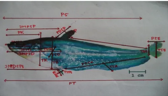 Gambar 1. Sketsa pengukuran morfometrik ikan W. leeri  Tabel 1. Pengukuran Morfometrik Ikan Tapah 