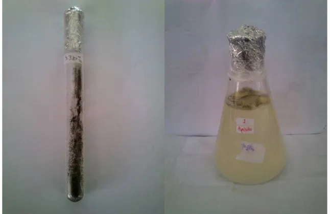 Gambar 1. Isolat jamur pelarut fosfat dalam biakan media  Pikovskaya 