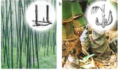 Fig. 1. (a) Monopodial bamboo; (b) Sympodial Bamboo.