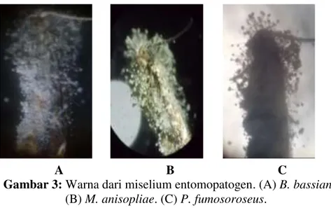Gambar 3: Warna dari miselium entomopatogen. (A) B. bassiana.    (B) M. anisopliae. (C) P