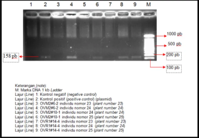 Gambar 2.  Visualisasi  fragmen  gen  iaaM  hasil  amplifikasi DNA tomat dengan primer  IAAM  3  dan  IAAM  5  (Visualization  off  iaaM  gene  fragments  amplified  with primers IAAM3 and IAAM5)