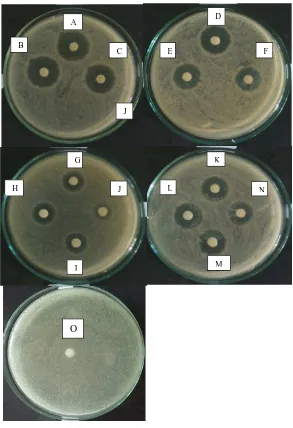 Gambar hasil uji aktivitas antibakteri Pseudomonas aeruginosaekstrak etanol teripang (Holothuria scabra Jaeger) 