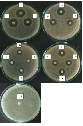 Gambar hasil uji aktivitas antibakteri Staphylococcus aureusetilasetat teripang (Holothuria scabra Jaeger) 
