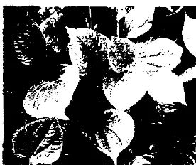 Gambar 1.1. Dauo Sirih (Pipe,. betle leaves) 