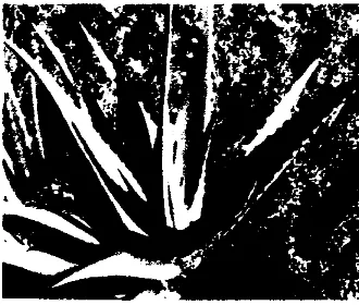 Gambar 1.3. Lidah Buaya (Aloe vera) [6] 