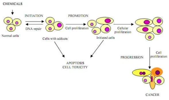 Gambar 2.2 Proses terjadinya karsinogenesis sel (Mulyadi,1997) 