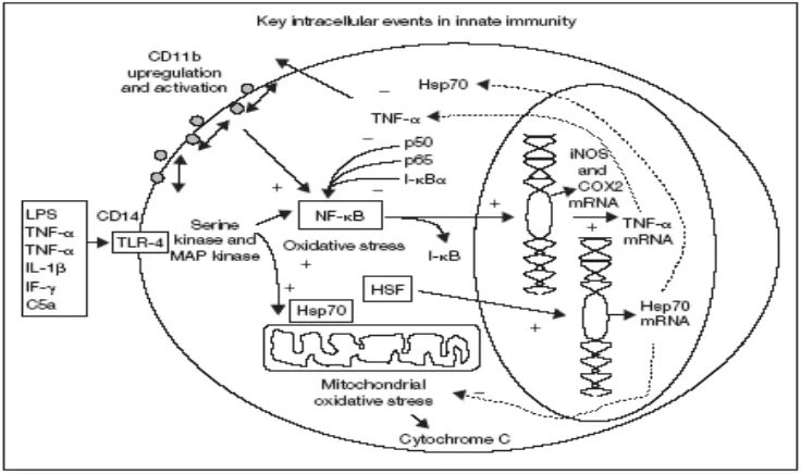 Gambar 2.1. Proses intraseluler pada sistem pertahanan alamiah 