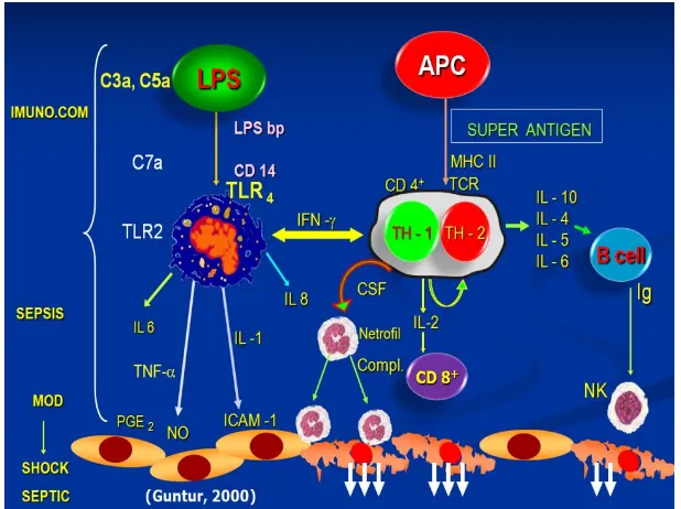 Gambar 2.2 menjelaskan imunopatogenesis sepsis, baik dari 