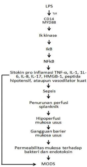 Gambar 2.8.  Kerangka teori sepsis, hipoperfusi splanknik,  dan gagal 