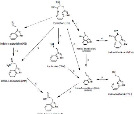 Gambar  2.4  Diagram  Jalur  Trp  untuk  Biosintesis  IAA  pada  Bakteri  (Carreno-Lopez  et  al,  2007  dalam  Szkop  &amp;  Bielawski,  2013)