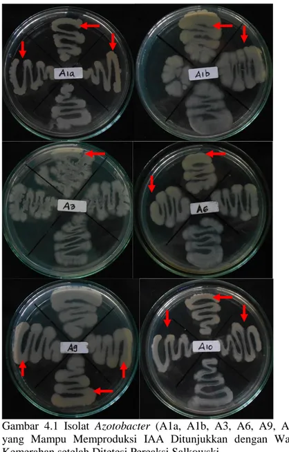 Gambar  4.1  Isolat  Azotobacter  (A1a,  A1b,  A3,  A6,  A9,  A10)  yang  Mampu  Memproduksi  IAA  Ditunjukkan  dengan  Warna  Kemerahan setelah Ditetesi Pereaksi Salkowski
