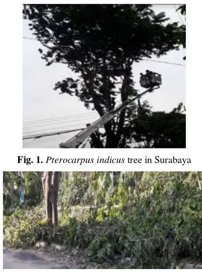Fig. 1. Pterocarpus indicus tree in Surabaya 