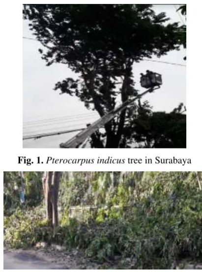 Fig. 1. Pterocarpus indicus tree in Surabaya 