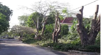 Figure 1. Pterocarpus indicus tree and leaves waste in Surabaya 
