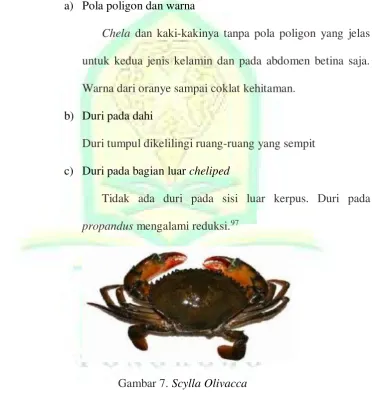 Gambar 7. Scylla Olivacca 