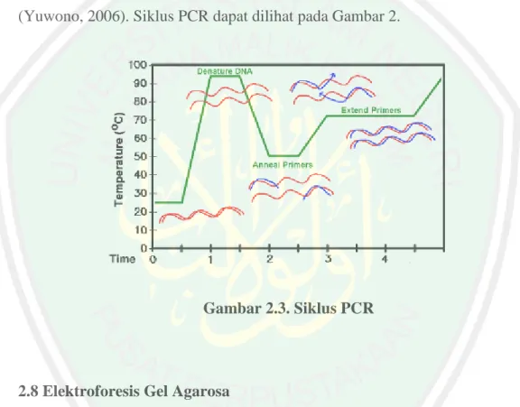Gambar 2.3. Siklus PCR  