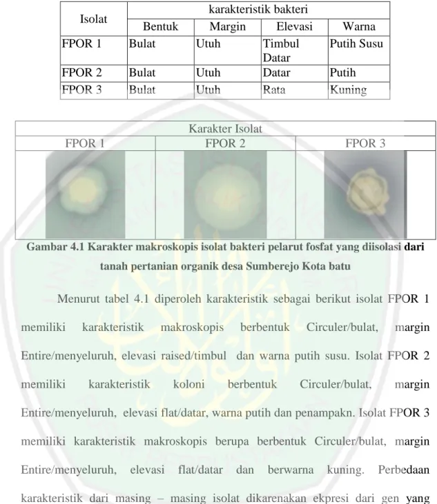 Tabel  4.1  Karakter  makroskopis  isolat  bakteri  pelarut  fosfat  yang  diisolasi  dari  tanah pertanian organik desa Sumberejo Kota batu 
