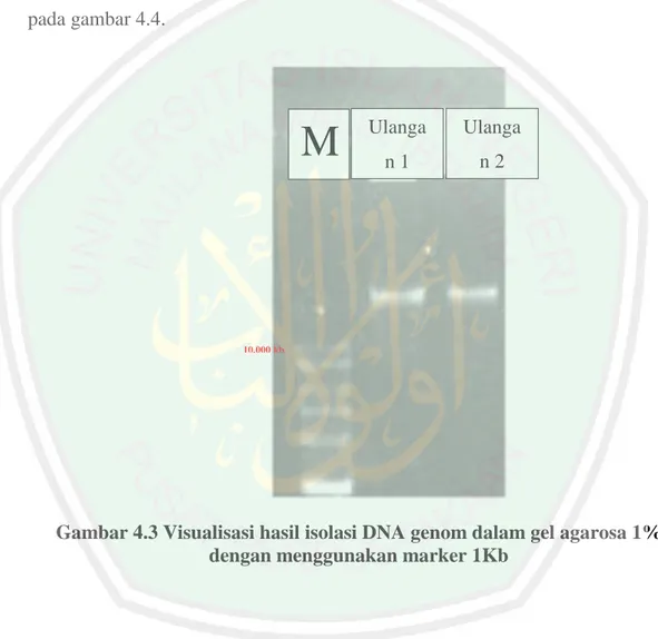 Gambar 4.3 Visualisasi hasil isolasi DNA genom dalam gel agarosa 1%  dengan menggunakan marker 1Kb 