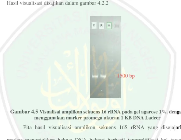 Gambar 4.5  Visualisai amplikon sekuens 16 rRNA pada gel agarose 1%. dengan  menggunakan marker promega ukuran 1 KB DNA Ladeer 