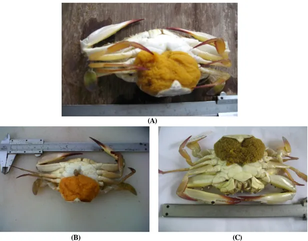Gambar 2. Rajungan betina mengerami telur berwarna kuning (A), oranye (B) dan coklat muda (C)