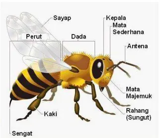 Gambar 5. Anatomi lebah (Dirgantara.2016) 