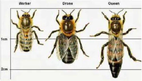 Gambar 6. Perbedaan lebah pekerja, jantan dan ratu (Jamal. 2018) 