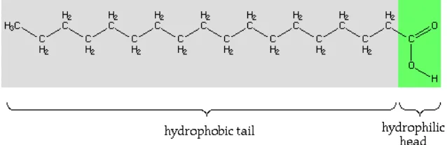 Gambar 5. Struktur molekul asam stearat (Anonim, 2006f) 