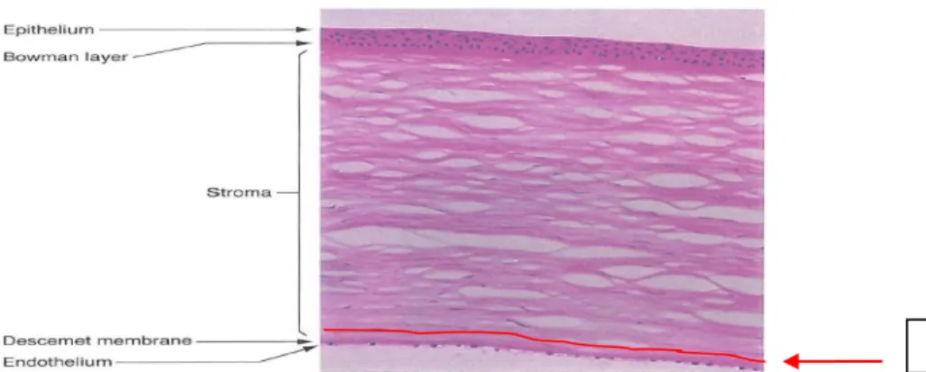Gambar 2. Histologi kornea (Remington LA, 2005), dengan  tambahan Dua’s layer (anak panah merah)