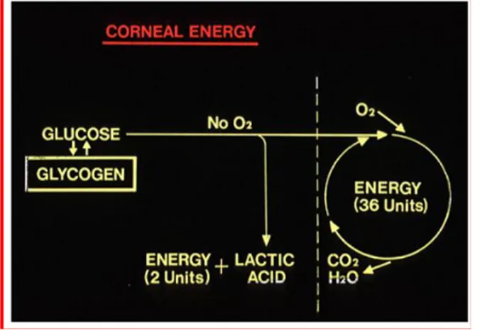 Gambar 5 . Metabolisme Energi pada Kornea (Levin, A.L., 2011) 