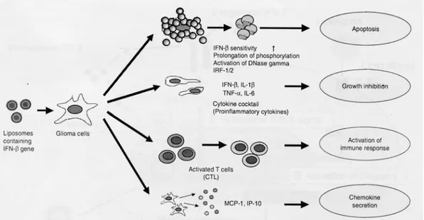 Gambar 1. Mekanisme antitumor dari terapi gen interferon- β untuk glioma maligna  (Yoshida, J