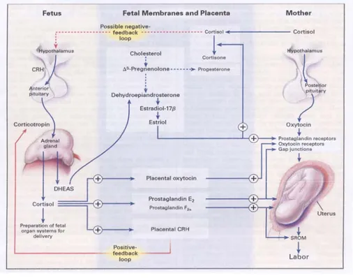 Gambar 2. Patofisiologi persalinan