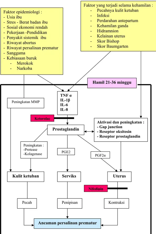 Gambar 7. Patofisiologi ketorolac dan nifedipin dalam mencegah terjadinya  persalinan prematur