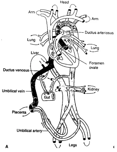 Gambar 1. Sirkulasi janin. Pada janin sirkulasi dipelihara oleh duktus venosus, foramen ovale,  dan duktus arteriosus