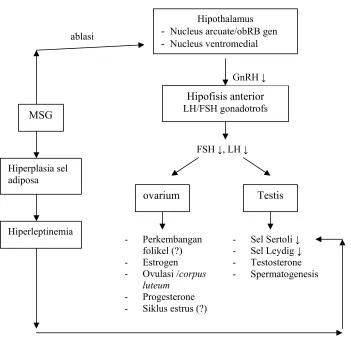 Gambar 1. Pengaturan (Regulasi) Hormonal Fungsi Sumbu Hipothalamus-Gonad pada Mencit dan Kemungkinan Pengaruh yang Ditimbulkan Oleh MSG