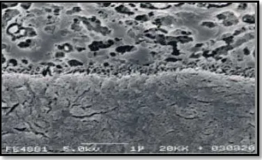 Gambar 2.3. Gambaran SEM (x 3000) permukaan antara FujiFil LC dan dentin. Terlihat  adanya lapisan yang terdiri dari campuran primer dan matriks semen dengan ketebalan 2-3 mikron di atas dentin (Yamada, 2012)