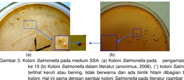 Gambar 3. Koloni Salmonella pada medium SSA. (a) Koloni Salmonella pada    pengamatan hari  ke 10 (b) Koloni Salmonella dalam literatur (anonimus, 2006), (*) koloni Salmonella,  terlihat  keruh  atau  bening,  tidak  berwarna  dan  ada  bintik  hitam  diba