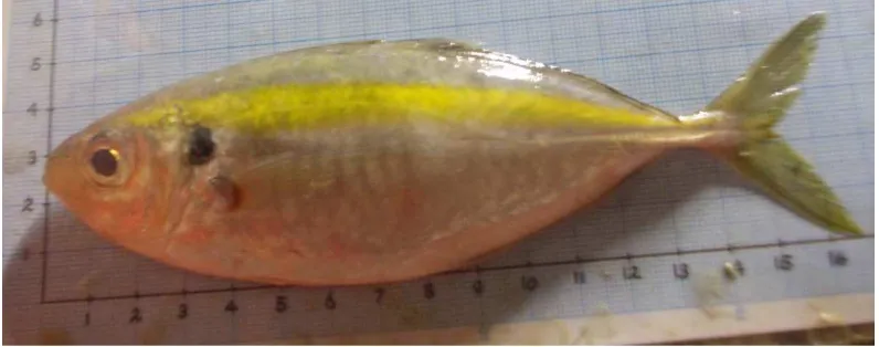 Gambar 2. Ikan Selar (Selaroides leptolepis) 
