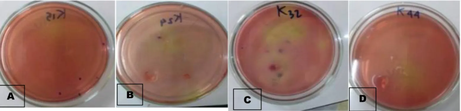 Gambar 1. Pengamatan Hasil Uji Perasan Buah Jeruk Nipis Terhadap bakteri Escherichia coli  (A= Konsentrasi  perasan 25%, B = konsentrasi perasan 50%,  C= konsentrasi perasan 75%, D= konsentrasi perasan  100% ) (Sumber: Doc