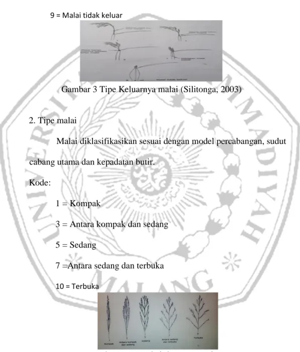 Gambar 3 Tipe Keluarnya malai (Silitonga, 2003) 