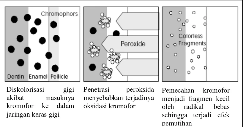 Gambar 6. Mekanisme bleaching hidrogen peroksida42 