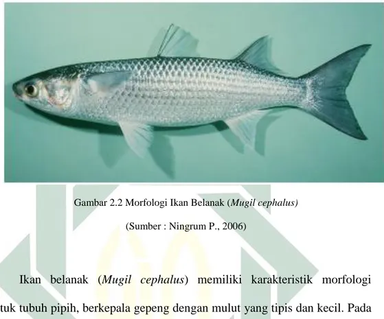 Gambar 2.2 Morfologi Ikan Belanak (Mugil cephalus)  (Sumber : Ningrum P., 2006)