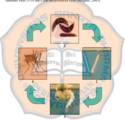 Gambar 6. Siklus hidup nyamuk Aedes. aegypti (Mortimer, 1998; Anonim, 2002c; Grantham, 1999)  Keterangan : 1