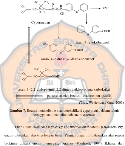 Gambar 7. Reaksi metabolisme atau detoksifikasi cypermetrin dalam tubuh 