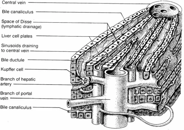 Gambar 1. Struktur mikroskopik hati (Chandrasoma and Taylor, 1995) 