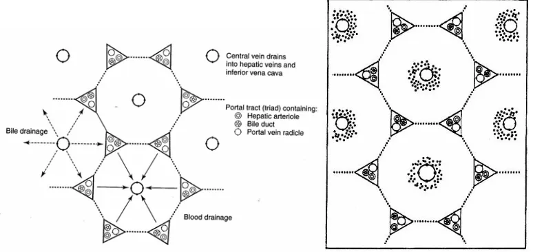 Gambar 3. Lobus hati normal (kiri) dan lobus hati yang mengalami kerusakan nekrosis sentrilobuler (kanan) (Chandrasoma and Taylor, 1995) 