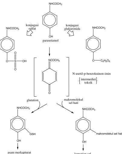 Gambar 4. Mekanisme Metabolisme Parasetamol dalam Tubuh (Klaasen, 2001) 