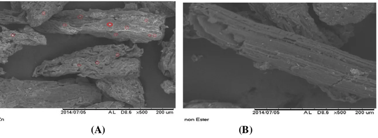 Gambar  3  Grafik  adsorpsi isotermis Langmuir Seng(II) oleh biomassa esterifikasi  (A) dan  (B) biomassa Non esterifikasi 