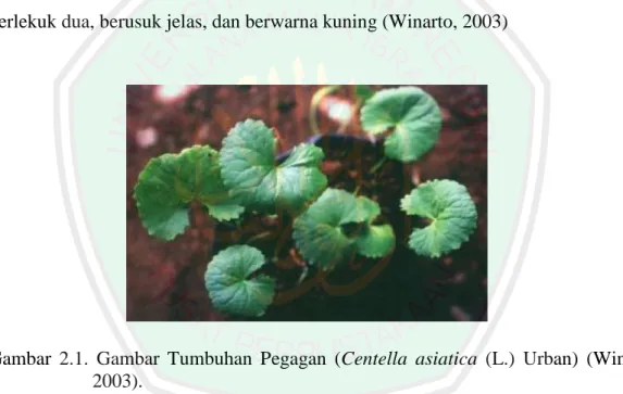 Gambar  2.1.  Gambar  Tumbuhan  Pegagan  (Centella  asiatica  (L.)  Urban)  (Winarto,  2003)