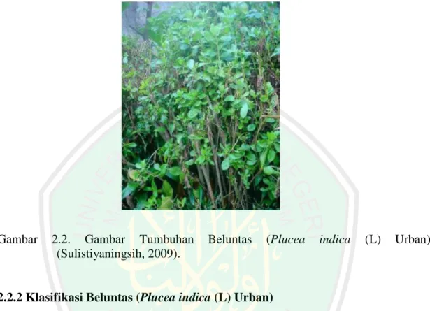 Gambar  2.2.  Gambar  Tumbuhan  Beluntas  (Plucea  indica  (L)  Urban)  (Sulistiyaningsih, 2009)
