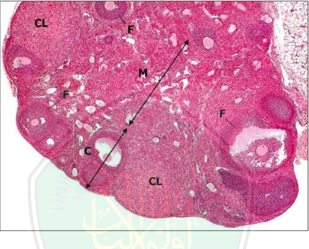 Gambar 2.3. Gambaran Anatomi Ovarium Tikus Normal (Pewarnaan H&amp;E, perbesaran  40x)